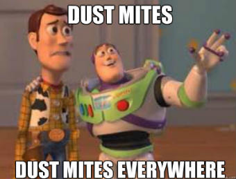 dust mites help bed