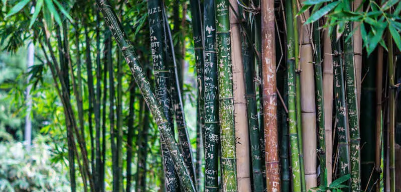 bamboo or eucalyptus sheet