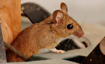 can mice climb beds