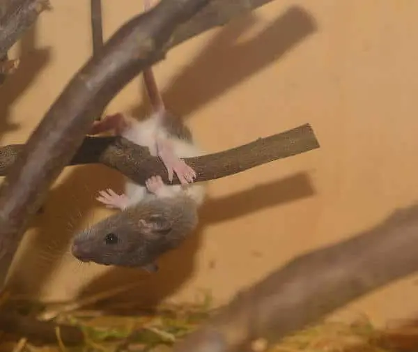 can mice climb