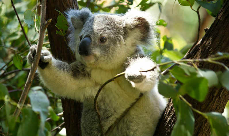 eucalyptus vs bamboo sheets