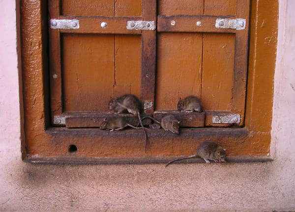 Just chilling on the wall with my buddies