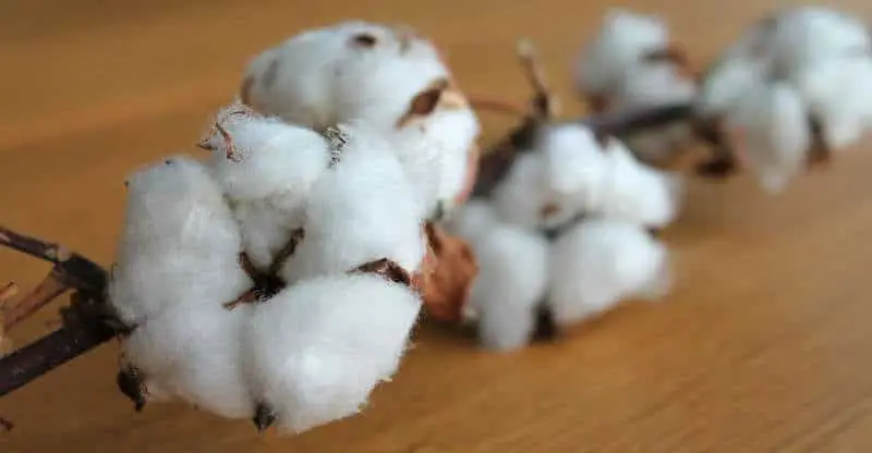 silk vs cotton sheets