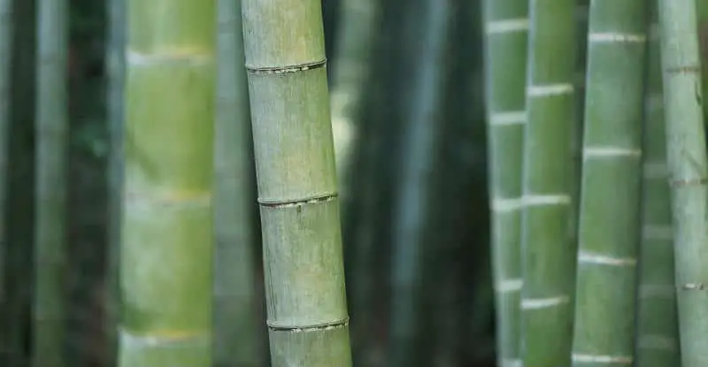 bamboo vs cotton