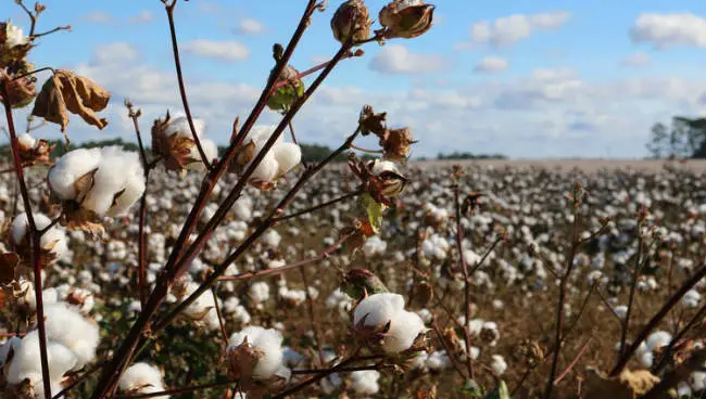 cotton or lyocell sheets