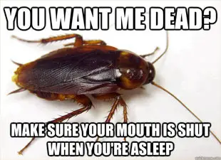 do cockroaches crawl on you night