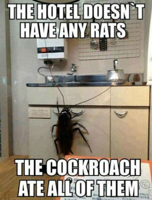 lights on keep roaches away