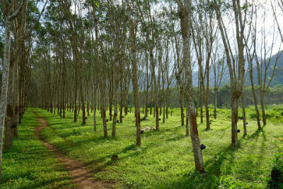 rubber tree chemical