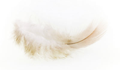 difference white down feather