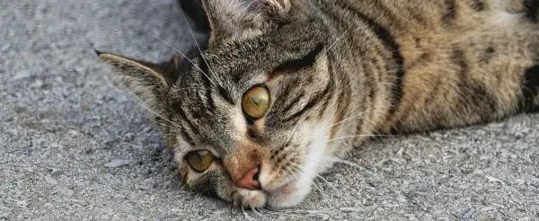 Cat Lying Chin Floor