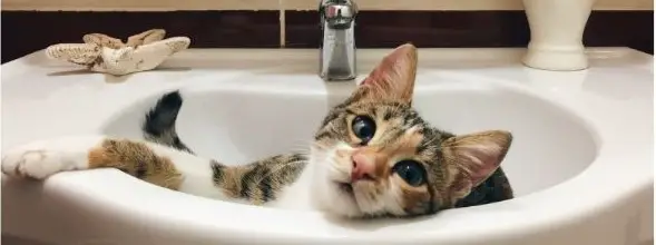 Cat like Lay Sink