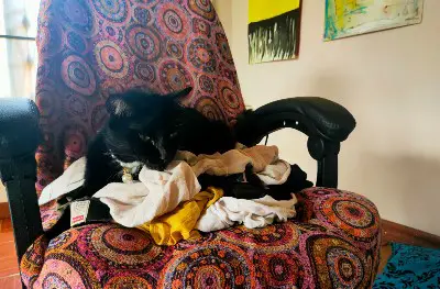 Cats Lay on My Laundry