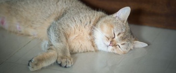 Cats Sleep More Older