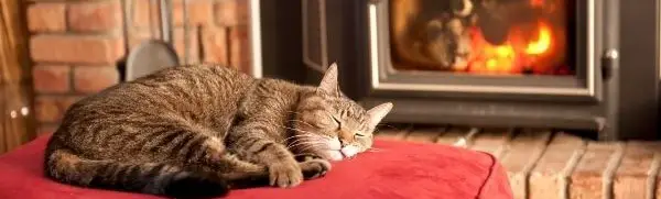 Do Cats Sleep More Winter
