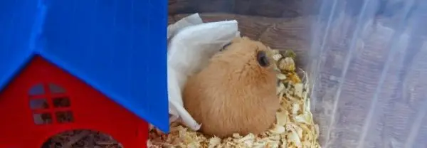 Hamster Sleeping Corner Cage