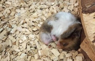 How Long Hamster Sleeping