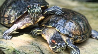 How Red Eared Sliders Sleep