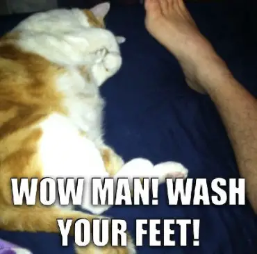 What Means cat lay feet