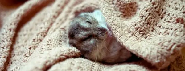 When Do Hamsters Sleep