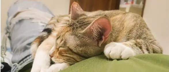 Why Cat Sleep My Stomach