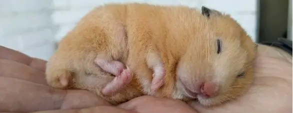 Why Hamster Sleeping So Much