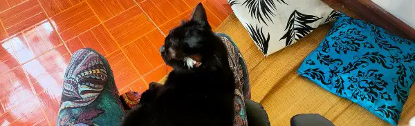 Why My Cat Sleep Between Legs