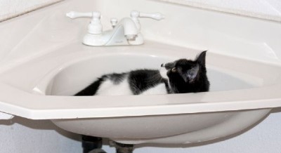 Why My Cat Sleep Sink