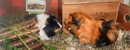 are Guinea Pigs Nocturnal