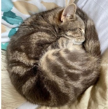 Cat Curled Up Sleeping