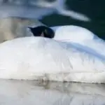 How Where Swans Sleep