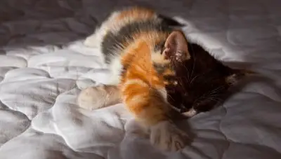 Kitten Pee Sleep What Means